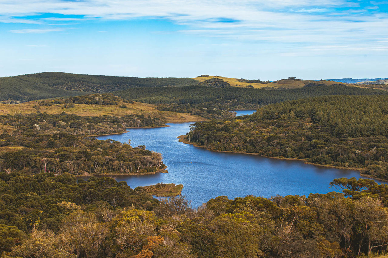 Rio e mata 